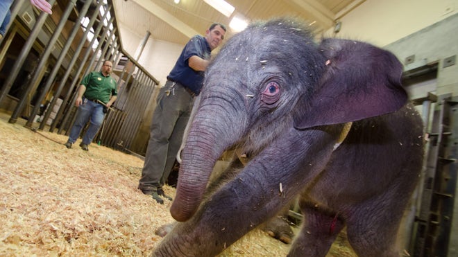Oregon Zoo Elephant_Angu (2).jpg